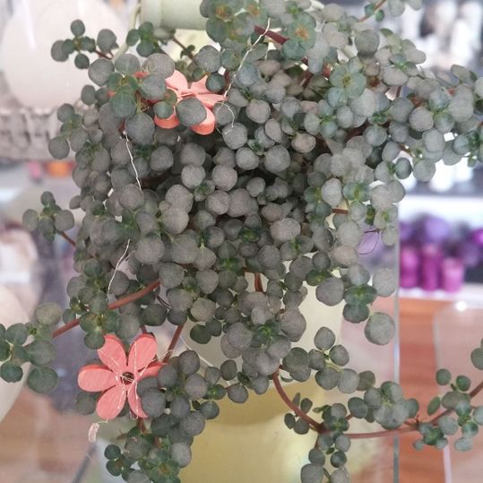 Blumengeschenke - Kreativ- & Kerzenatelier